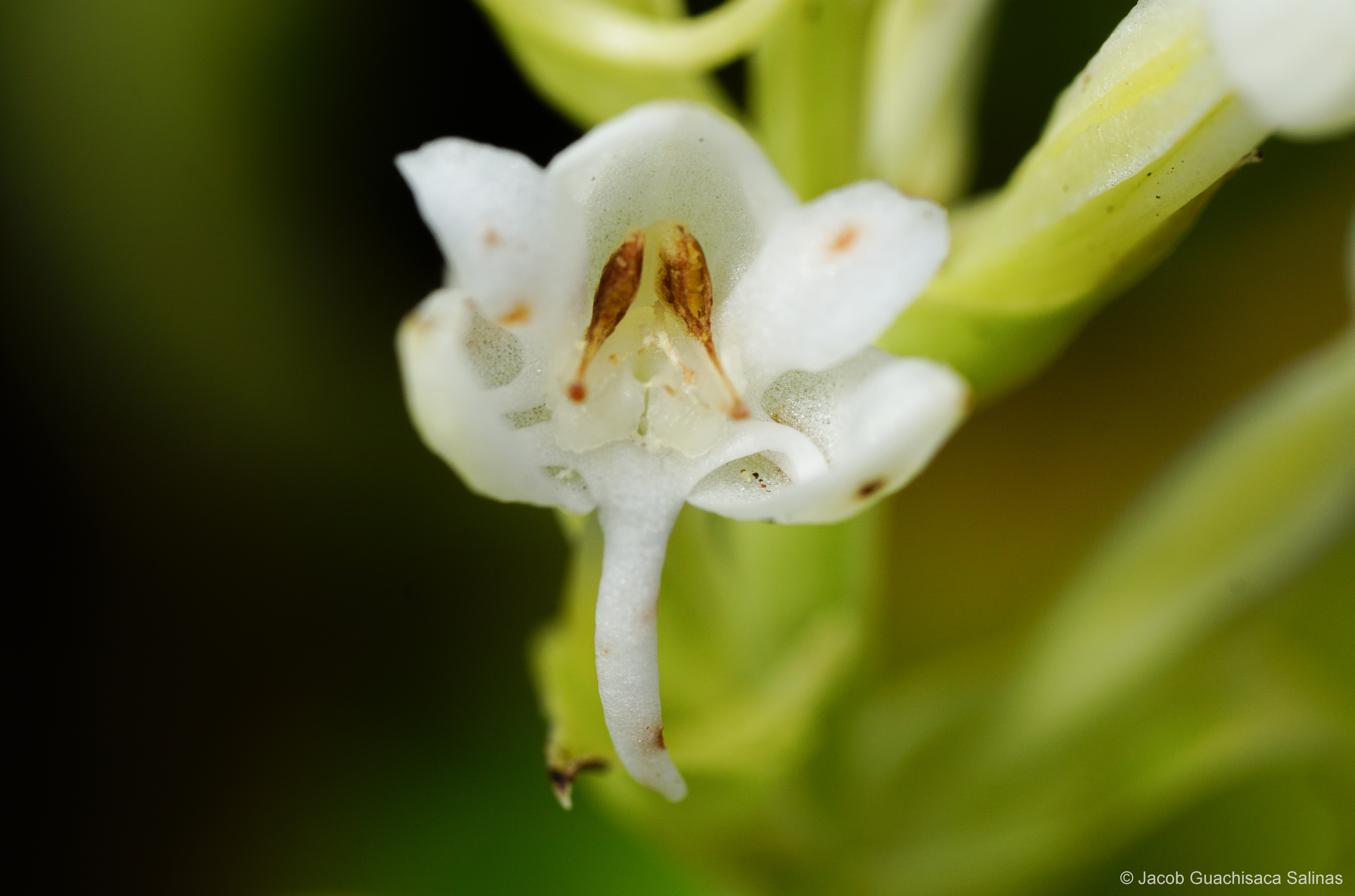 Los Petreles Reserve: a refuge for the scarce orchid species in Galapagos